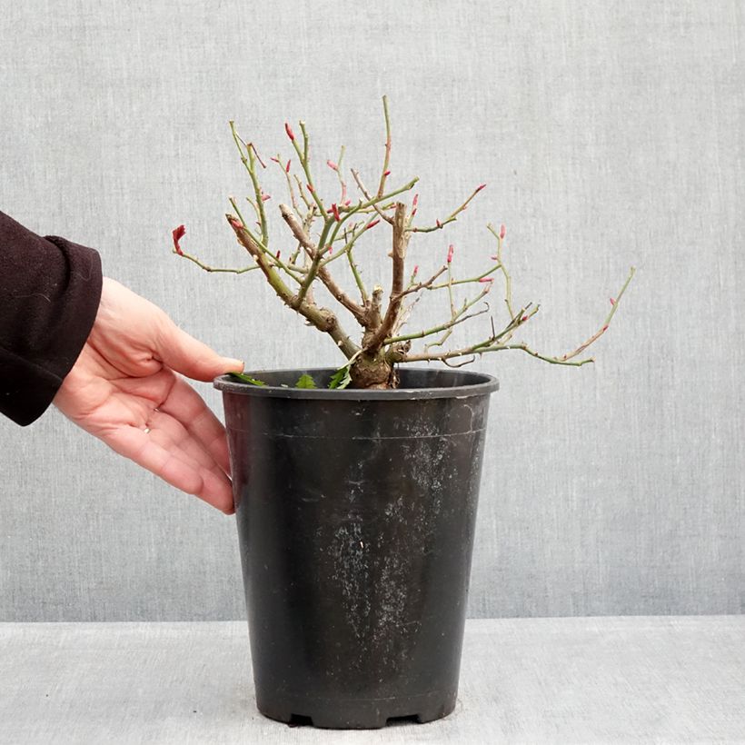 Exemplar von Rosa Sophia Romantica - Beetrose Topf mit 4L/5L wie im Winter geliefert