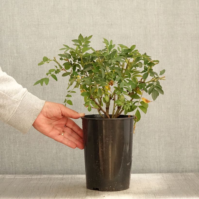 Example of Rosa rugosa Strandperle - Apfelrose Topf mit 4L/5L as you get in automne