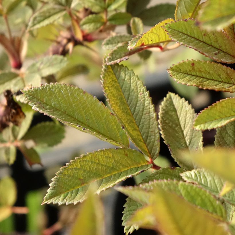 Rosa rugosa Strandperle - Apfelrose (Foliage)