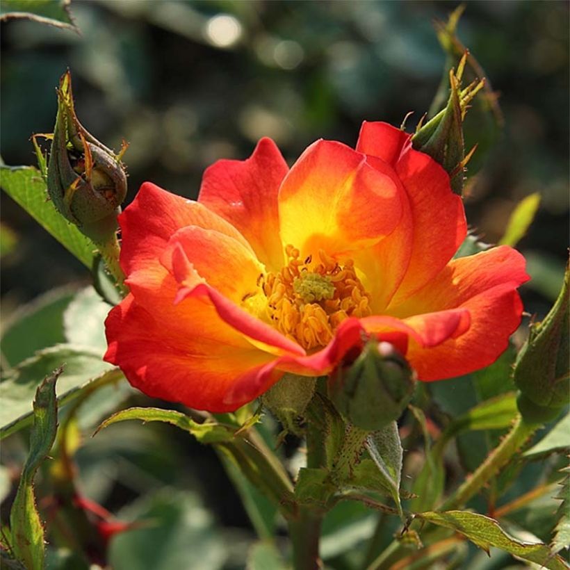 Rosa Summer of Love - Beetrose (Flowering)