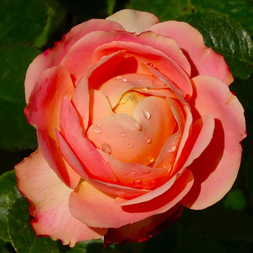Rosa polyantha Tobago - Beetrose (Blüte)