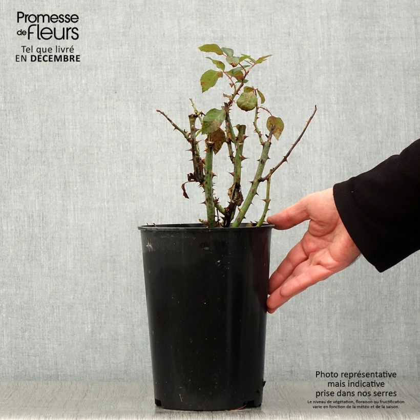 Example of Rosa polyantha Tobago - Beetrose Topf mit 4L/5L as you get in automne