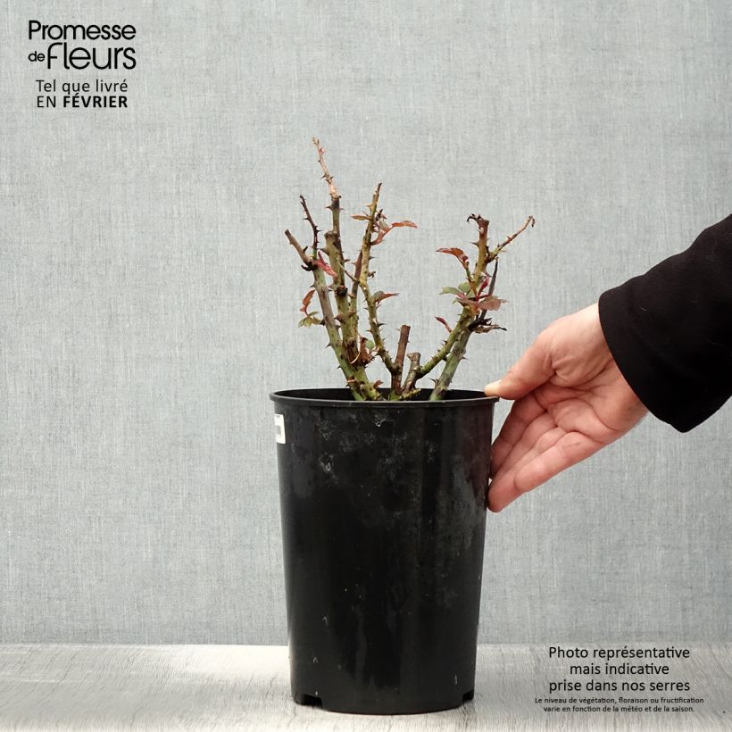 Exemplar von Rosa polyantha Tobago - Beetrose Topf mit 4L/5L wie im Winter geliefert