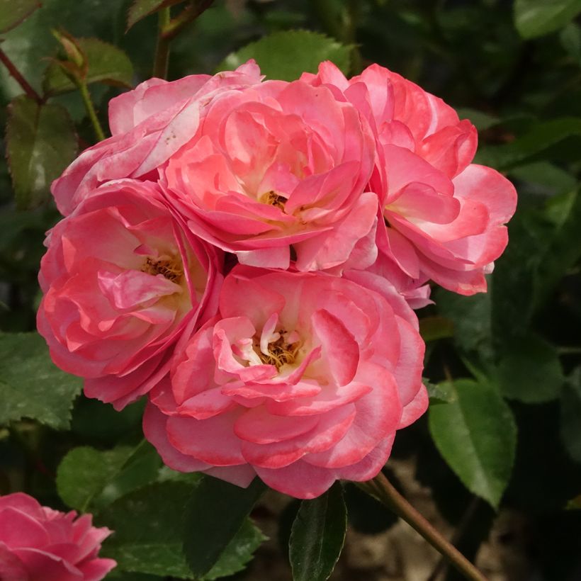Rosa moschata Walferdange - Moschata-Hybride (Blüte)