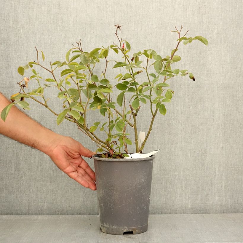 Exemplar von Rosa moschata Walferdange - Moschata-Hybride Topf mit 4L/5L wie im Sommer geliefert
