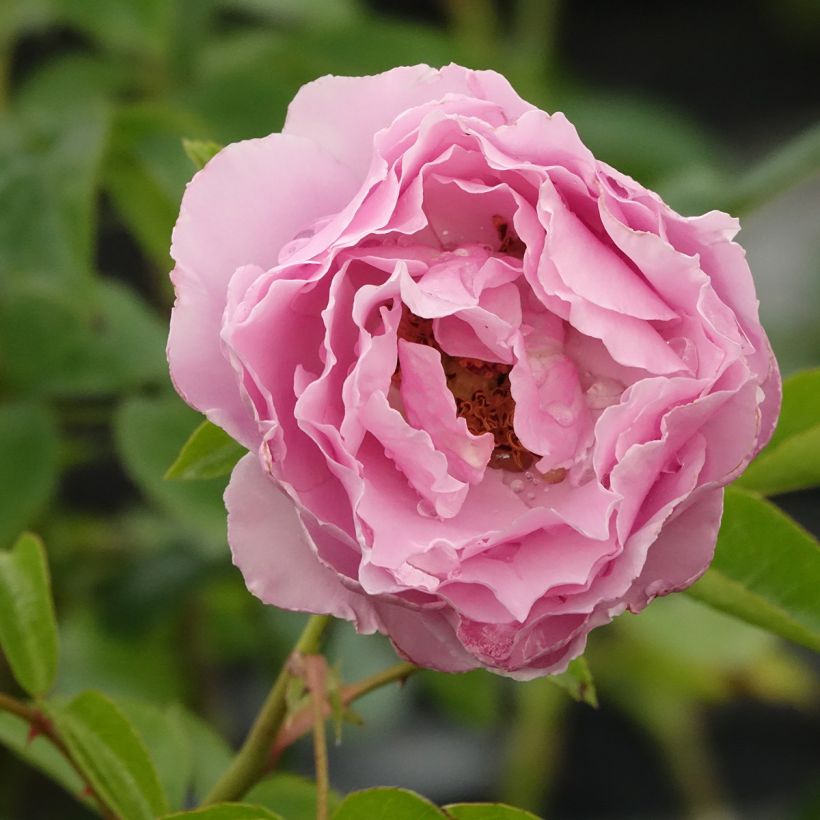 Rosa Alexandra David Neel - Edelrose (Blüte)