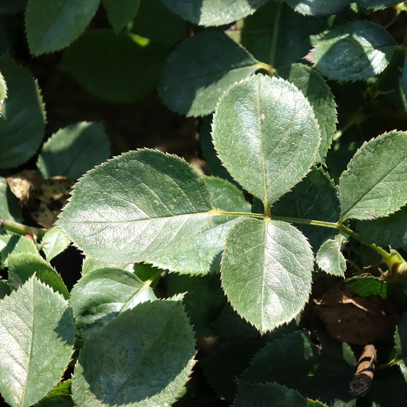 Rosa Alexandre Astier - Edelrose (Foliage)
