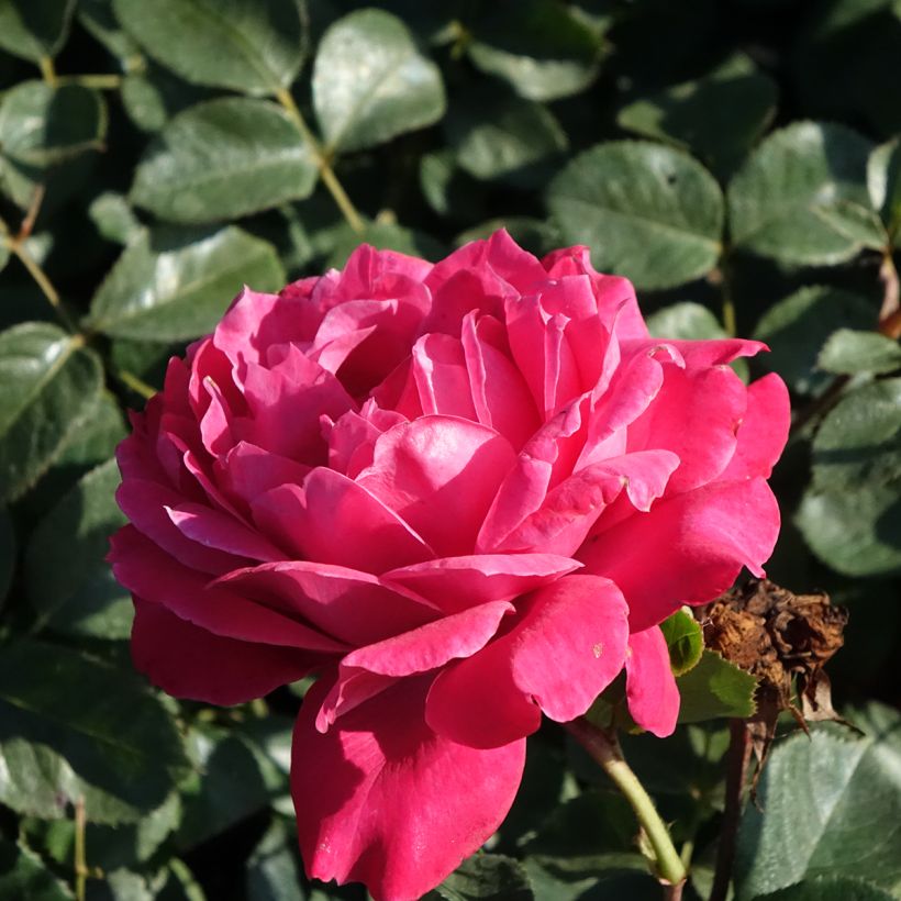 Rosa Alexandre Astier - Edelrose (Flowering)