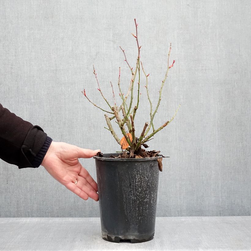 Exemplar von Rosa Alexandre Astier - Edelrose Topf mit 4L/5L wie im Winter geliefert