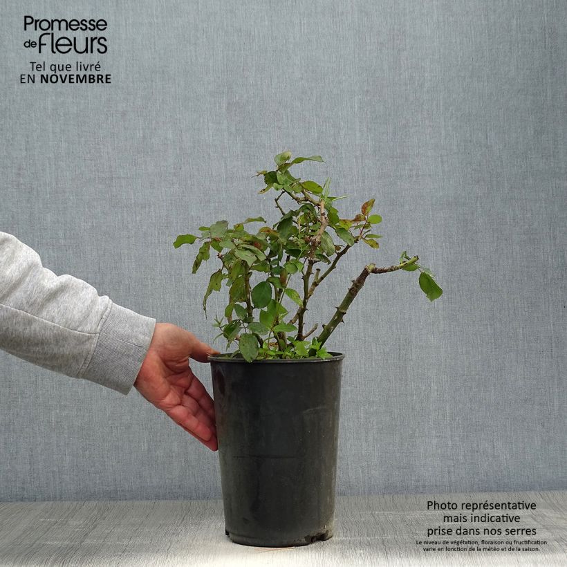 Example of Rosa persica Alissar Princess of Phoenicia - Persische Rose Topf mit 4L/5L as you get in automne