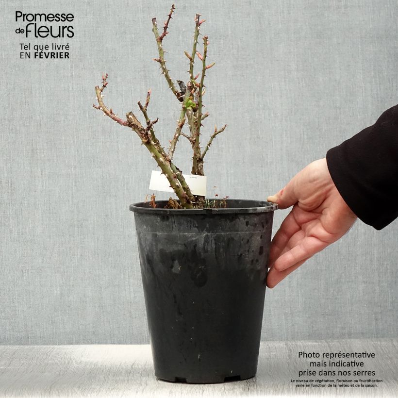 Exemplar von Rosa Anahe - Moderne Hybrid-Teerose Topf mit 4L/5L wie im Winter geliefert