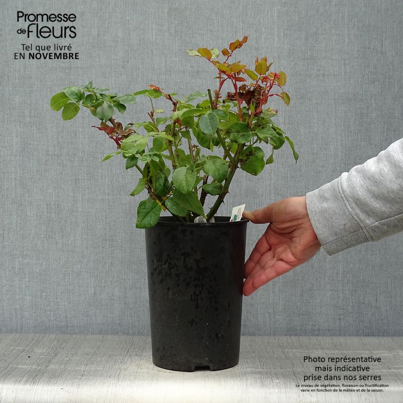 Example of Rosa Anastasia - Edelrose Topf mit 4L/5L as you get in automne