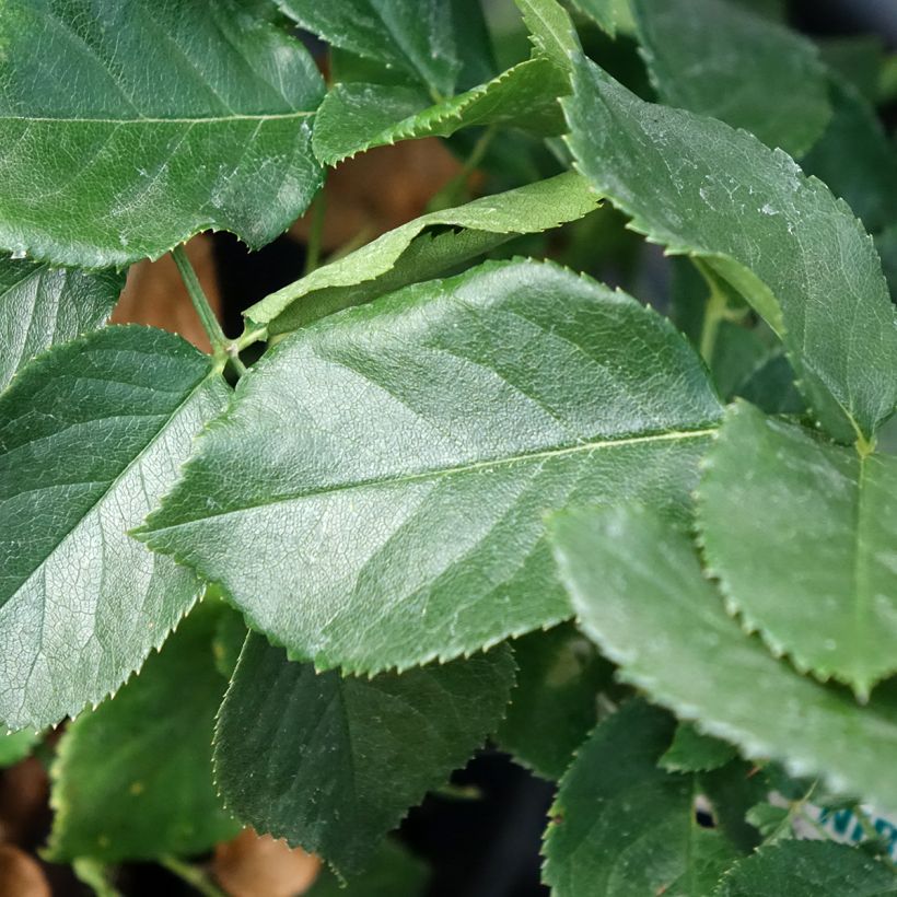 Rosa Anastasia - Edelrose (Foliage)
