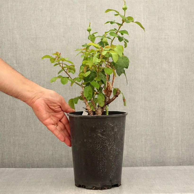 Example of Rosa André Le Nôtre - Edelrose Topf mit 4L/5L as you get in ete