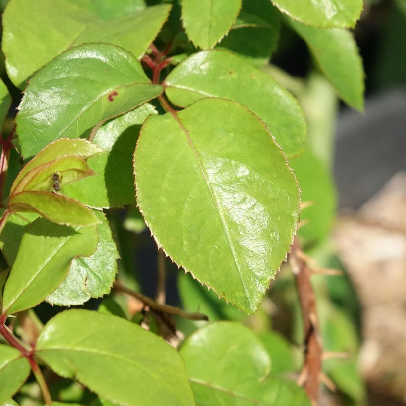 Rosa André Le Nôtre - Edelrose (Foliage)