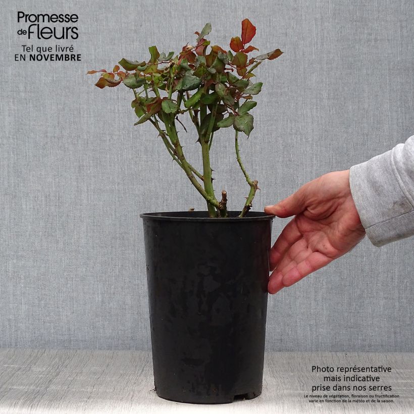 Example of Rosa André Willemse - Edelrose Topf mit 4L/5L as you get in automne