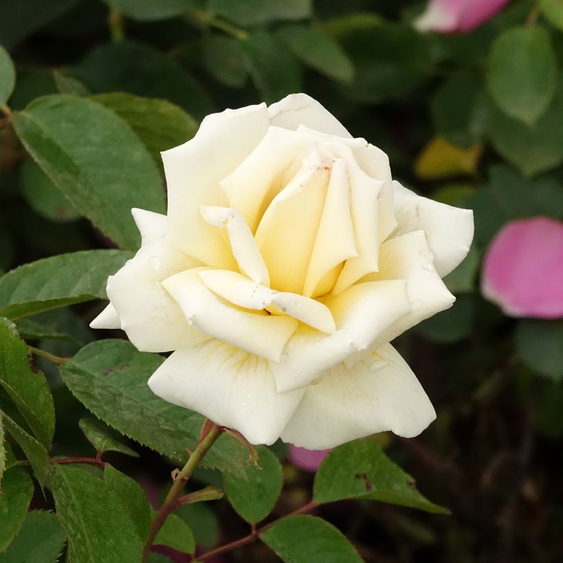 Rosa Anggun Meibokir - Edelrose (Blüte)
