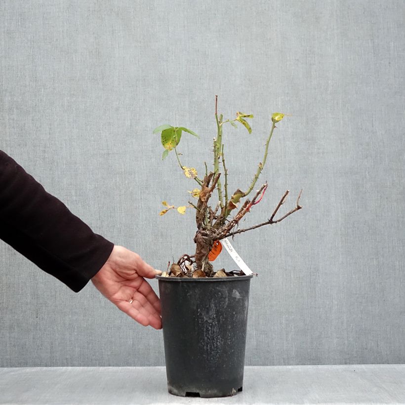 Exemplar von Rosa Anggun Meibokir - Edelrose Topf mit 4L/5L wie im Herbst geliefert