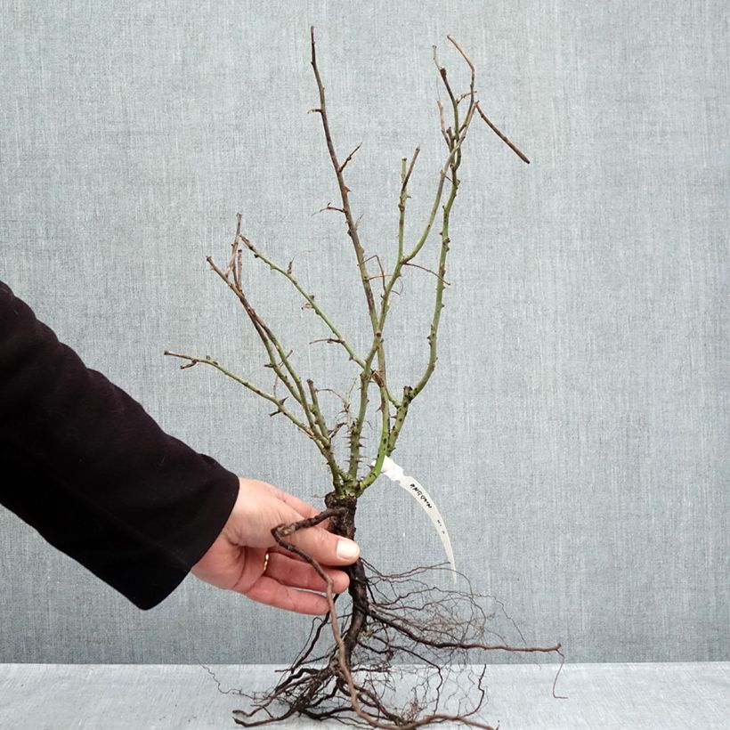 Exemplar von Rosa Anggun Meibokir - Edelrose Wurzelnackt wie im Winter geliefert