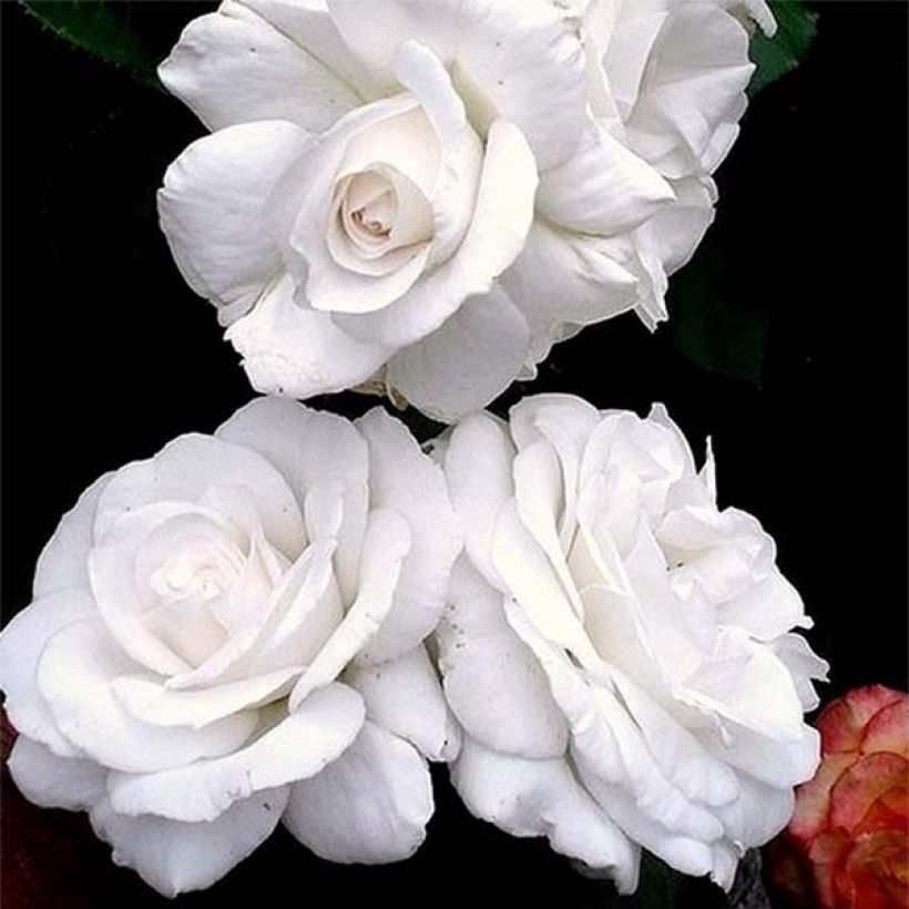 Rosa Annapurna - Moderne Teehybride (Flowering)