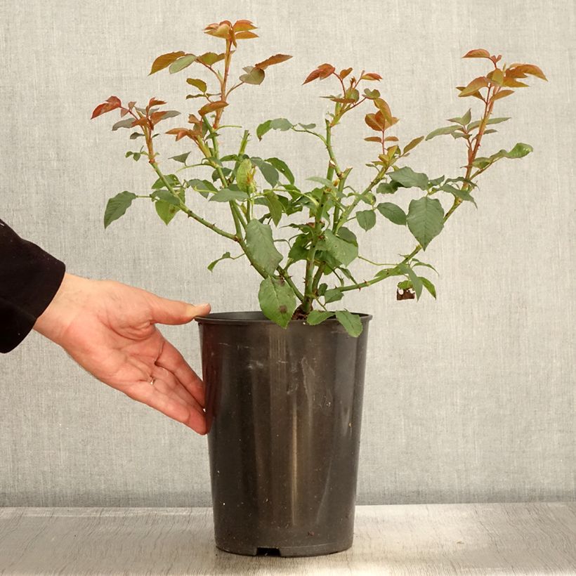 Example of Rosa Annapurna - Moderne Teehybride Topf mit 4L/5L as you get in automne