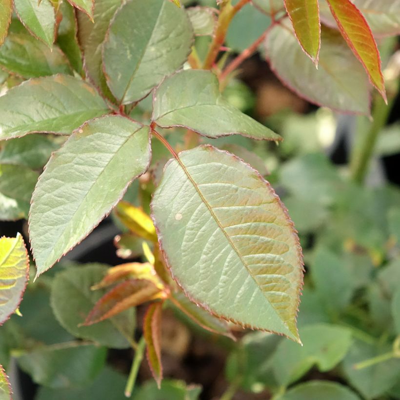 Rosa Annapurna - Moderne Teehybride (Foliage)