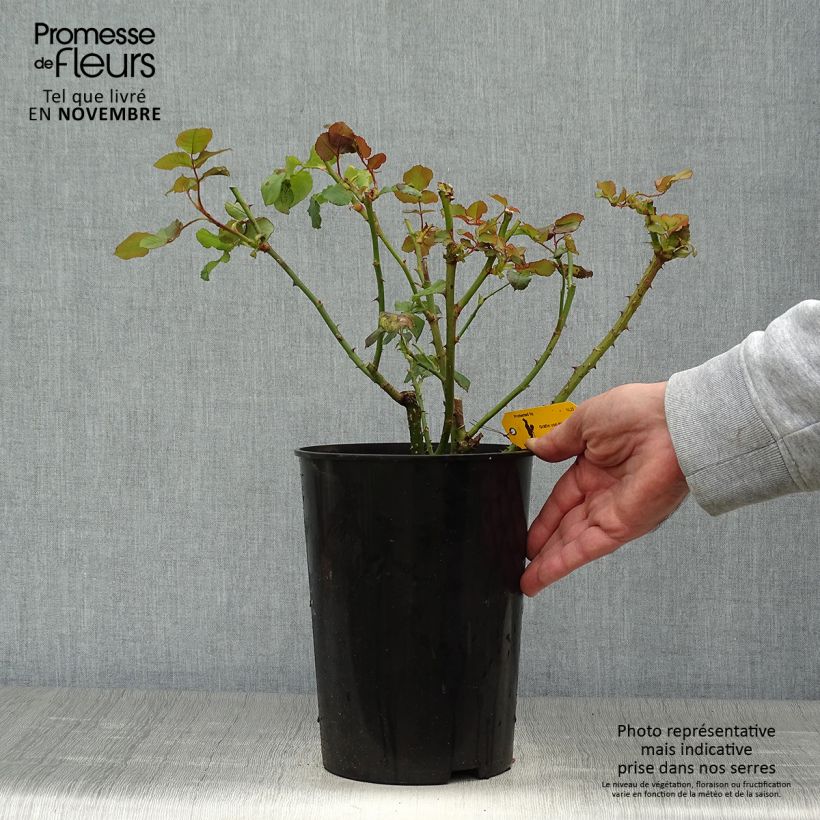 Example of Rosa Astrid Gräfin von Hardenberg - Edelrose Topf mit 4L/5L as you get in automne