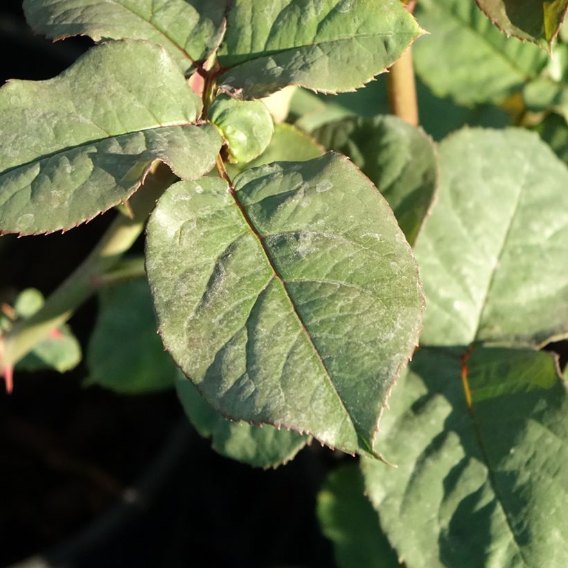 Rosa Astrid Gräfin von Hardenberg - Edelrose (Foliage)