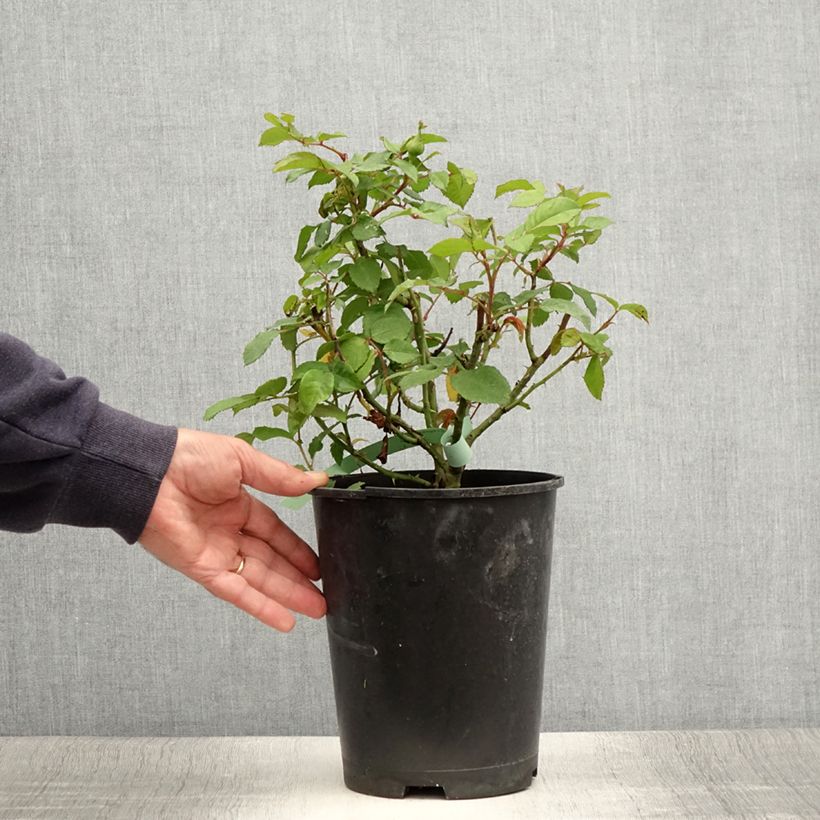 Exemplar von Rosa Augusta Luise - Edelrose Topf mit 4L/5L wie im Sommer geliefert