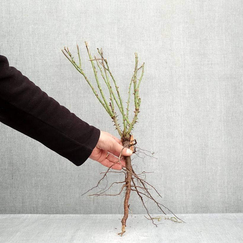 Exemplar von Rosa Auguste Escoffier - Edelrose Wurzelnackt wie im Winter geliefert