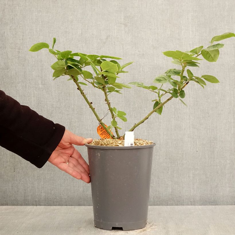 Exemplar von Rosa Baronne Edmond de Rothschild - Edelrose Topf mit 4L/5L wie im Frühjahr geliefert