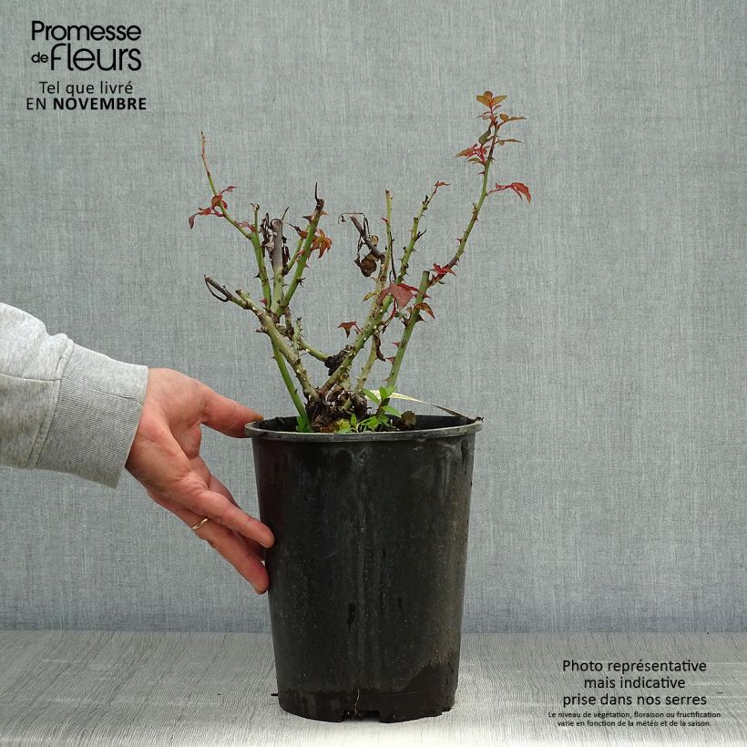 Example of Rosa Belle du Seigneur - Edelrose Topf mit 4L/5L as you get in automne