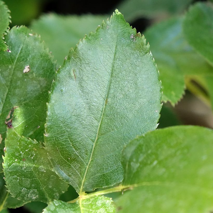 Rosa Bernadette Lafont - Edelrose (Foliage)