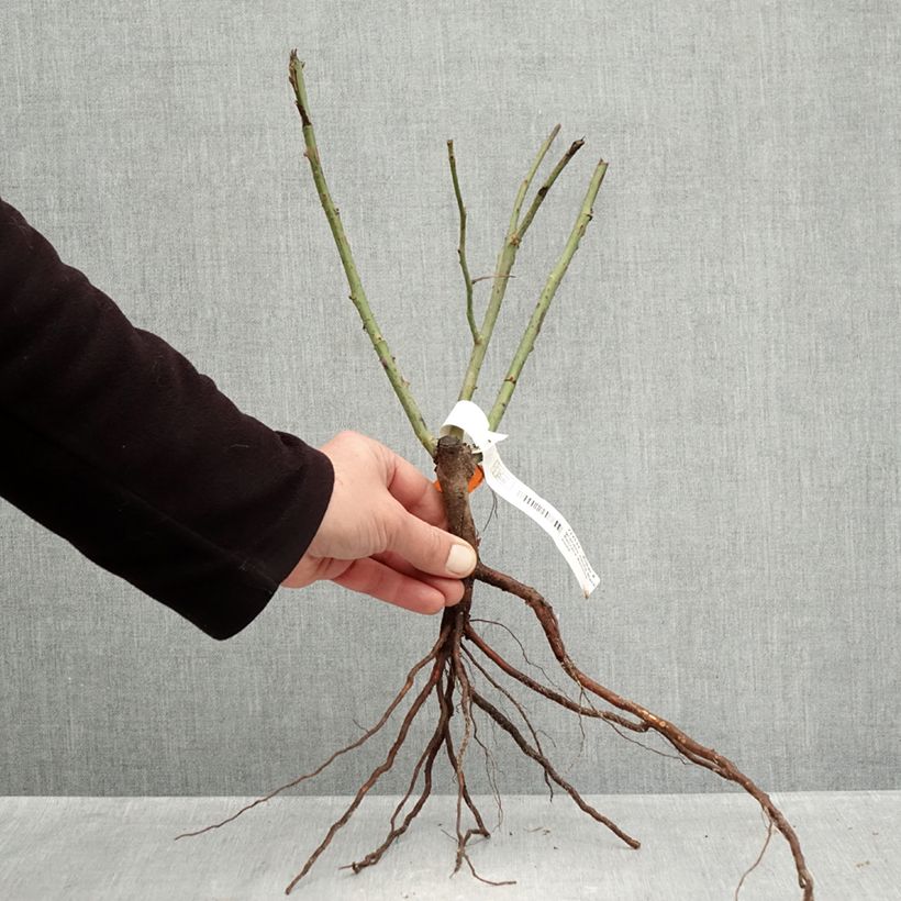 Exemplar von Rosa Black Baccara - Edelrose Wurzelnackt wie im Winter geliefert