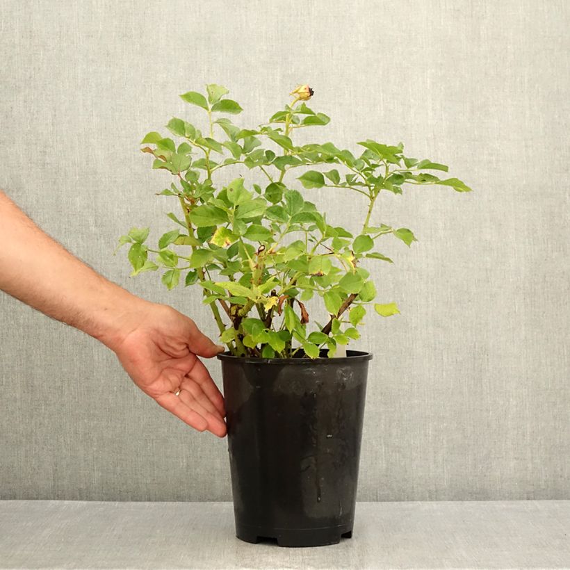 Example of Rosa Blue Eden - Edelrose Topf mit 4L/5L as you get in ete