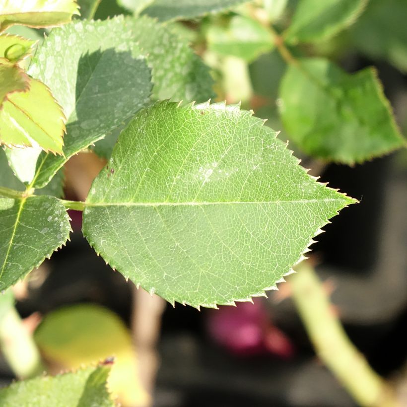 Rosa Blue Eden - Edelrose (Foliage)