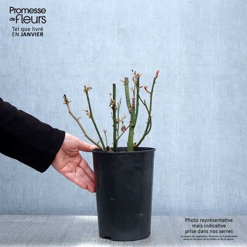 Exemplar von Rosa Blue River - Edelrose Topf mit 3L/4L wie im Winter geliefert