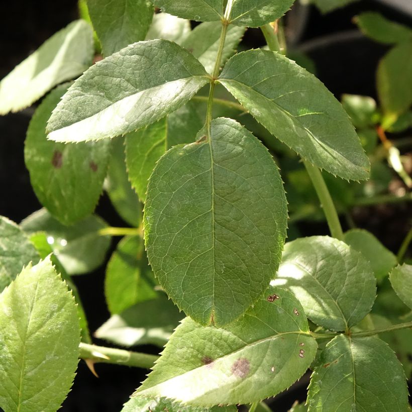 Rosa Blue River - Edelrose (Foliage)