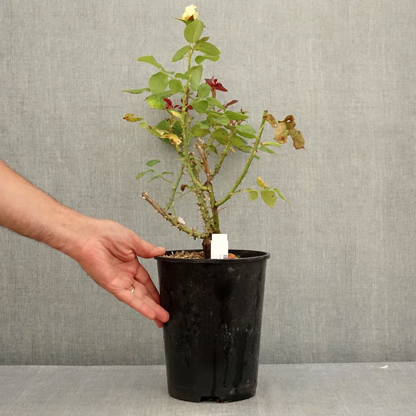 Example of Rosa Boréale - Edelrose Topf mit 4L/5L as you get in ete