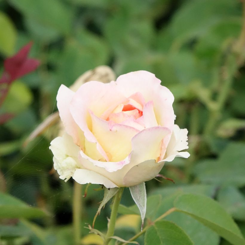 Rosa Boréale - Edelrose (Flowering)