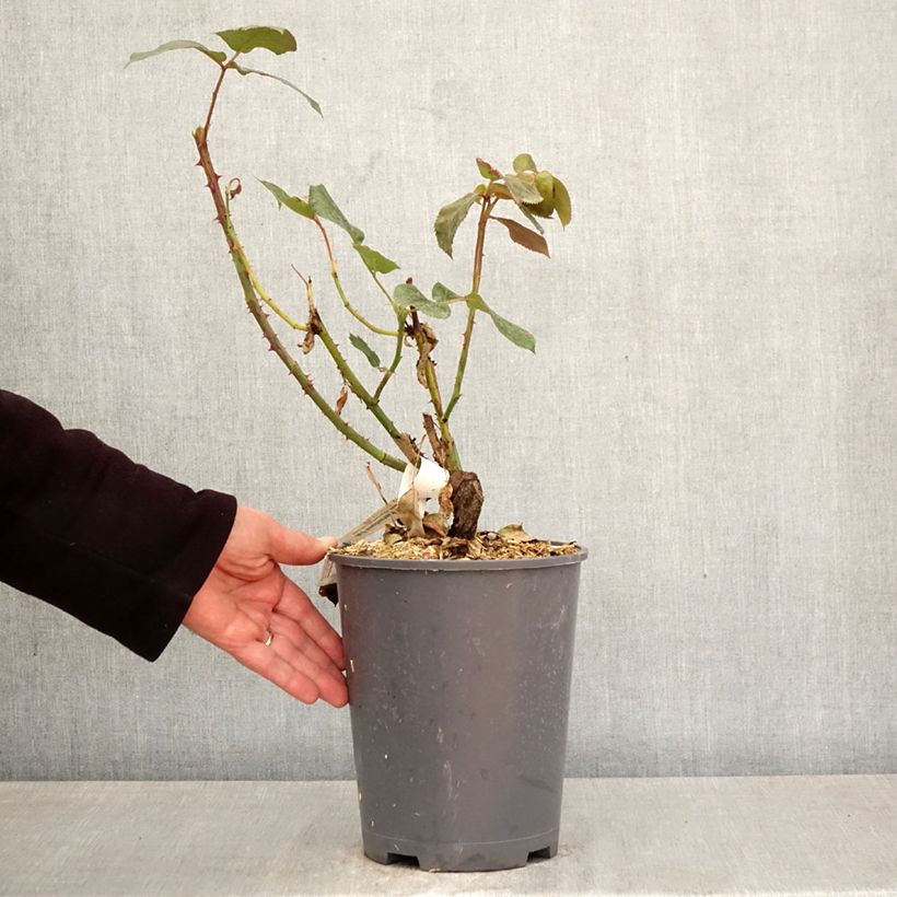 Exemplar von Rosa Broadway - Edelrose Topf mit 4L/5L wie im Frühjahr geliefert