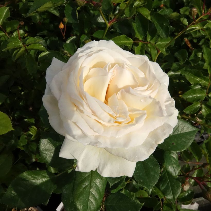Rosa Camille Claudel - Edelrose (Blüte)