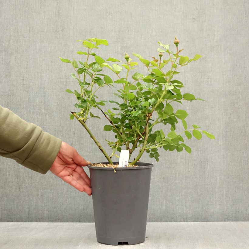 Exemplar von Rosa Camille Claudel - Edelrose Topf mit 4L/5L wie im Frühjahr geliefert