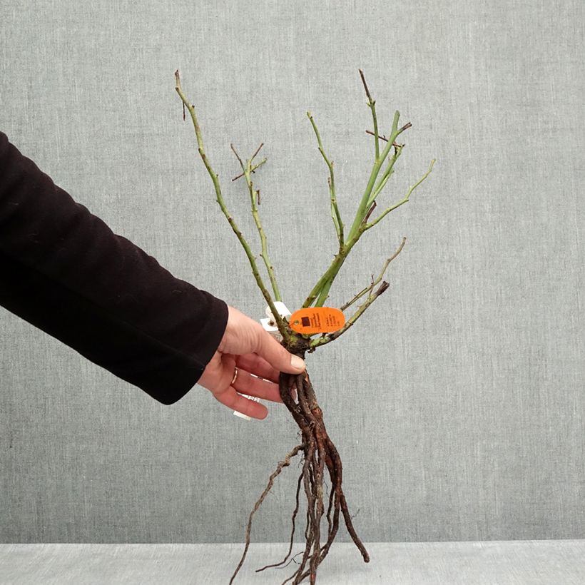 Exemplar von Rosa Camille Claudel - Edelrose Wurzelnackt wie im Winter geliefert