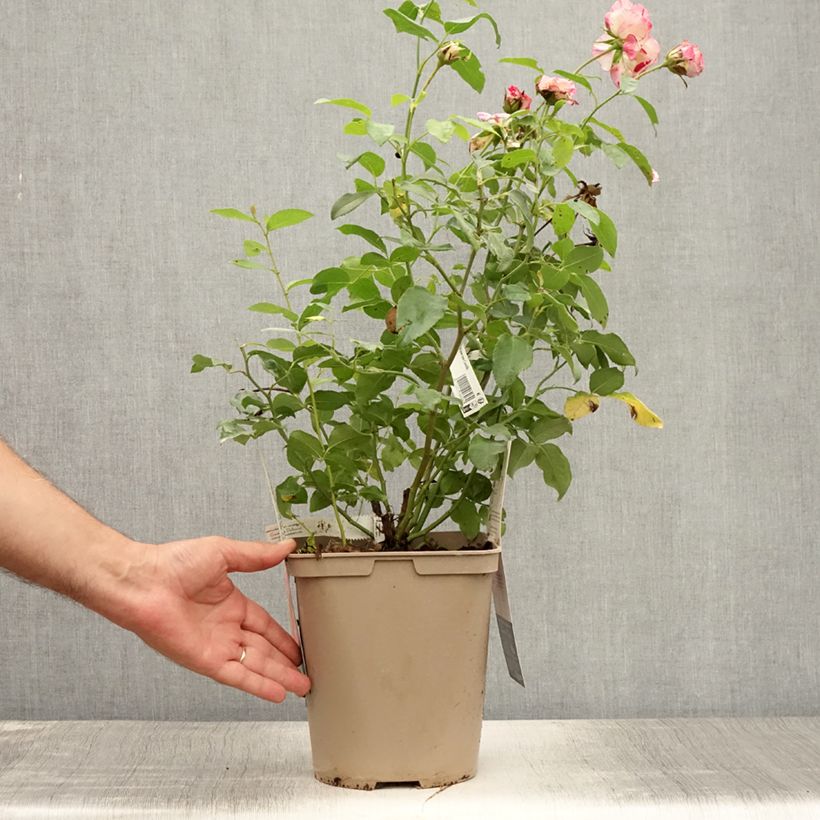 Exemplar von Rosa Camille Pissarro - Edelrose Topf mit 4L/5L wie im Sommer geliefert