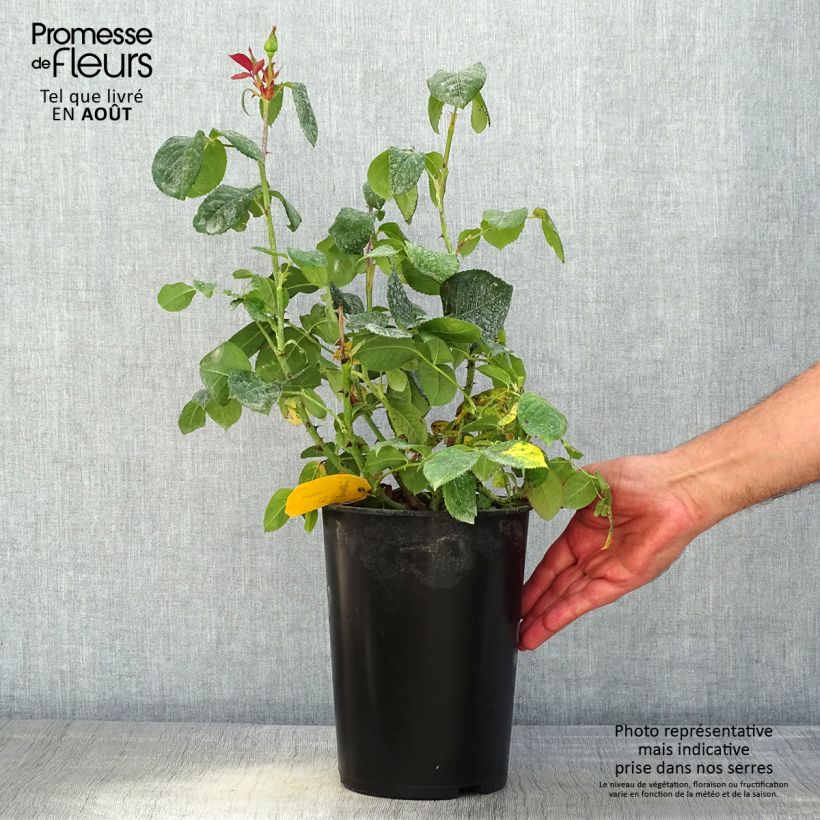 Exemplar von Rosa Candlelight - Edelrose Topf mit 4L/5L wie im Sommer geliefert