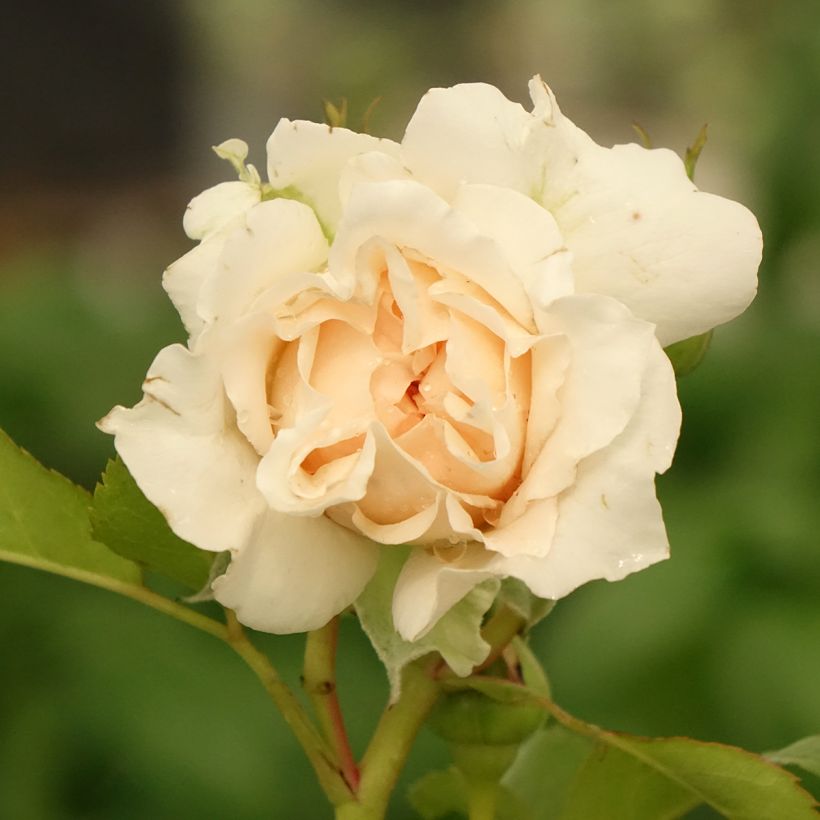 Rosa Catherine Frot - Edelrose (Flowering)