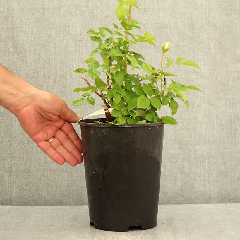 Example of Rosa Catherine Frot - Edelrose Topf mit 4L/5L as you get in ete