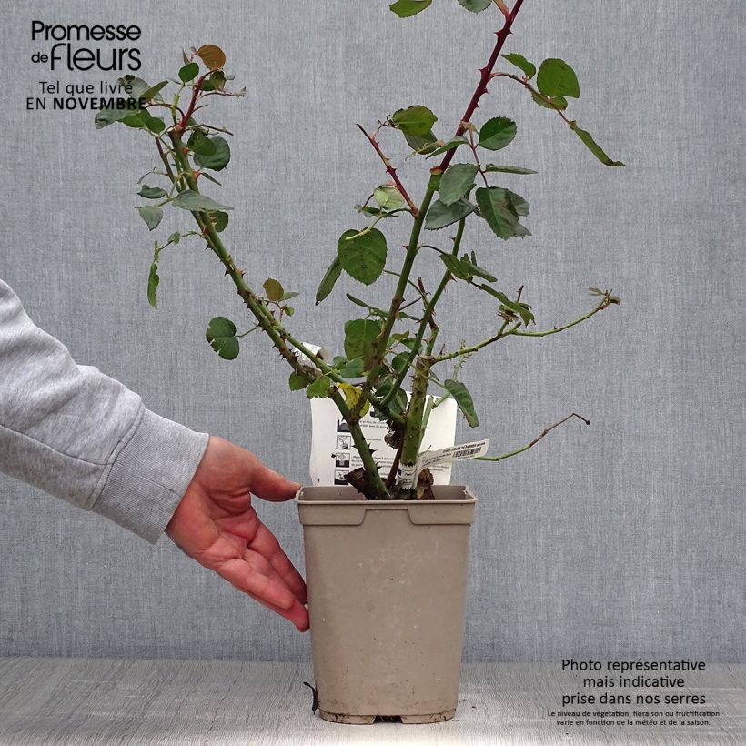 Example of Rosa Chartreuse de Parme - Edelrose Topf mit 3L/4L as you get in automne