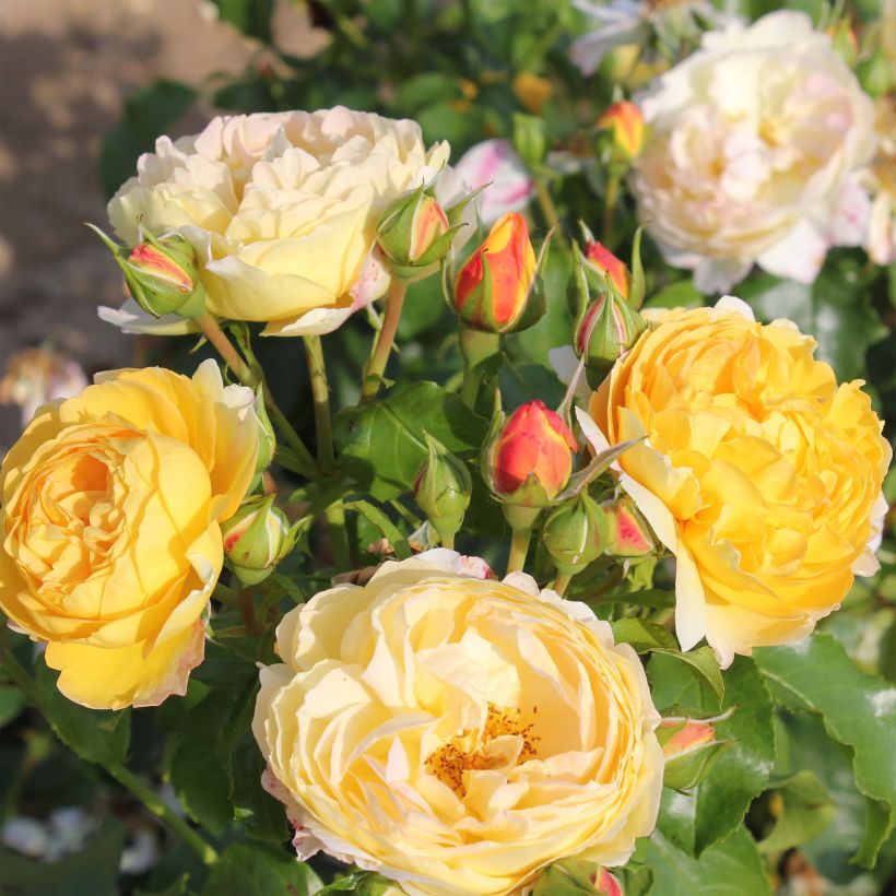 Rosa Château de Cheverny - Edelrose (Flowering)
